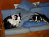 20040216-dogs-couch.jpg (48603 bytes)
