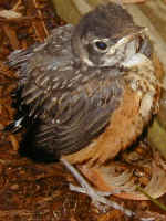baby-bird-1.jpg (272644 bytes)