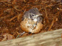 baby-bird-2.jpg (294613 bytes)