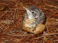 baby-bird-3.jpg (324367 bytes)