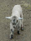 baby-goat.jpg (265912 bytes)