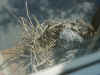 babybirds.jpg (61864 bytes)