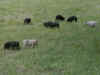 blurry-pigs.jpg (226710 bytes)