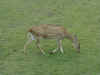 deer-3.jpg (280871 bytes)