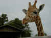 giraffe-1.jpg (204995 bytes)