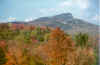 leaves1.jpg (50112 bytes)