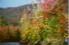 leaves4.jpg (67629 bytes)