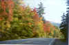 leaves5.jpg (64987 bytes)