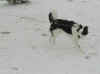 snow-malcolm-on-leash.jpg (32606 bytes)